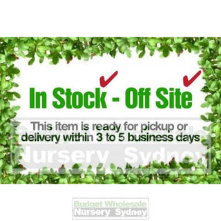 Citrus Lemon Tree Cv Eureka 5Ltr Default Type