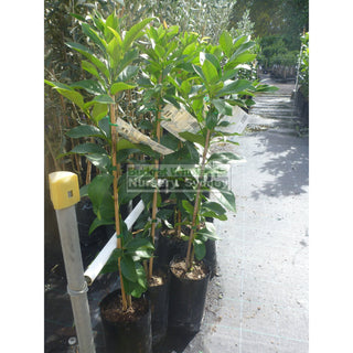 Citrus Lemon Tree Cv Eureka 5Ltr Default Type