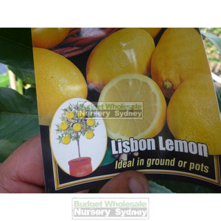 Citrus Lemon Tree Cv Lisbon 5Ltr Default Type