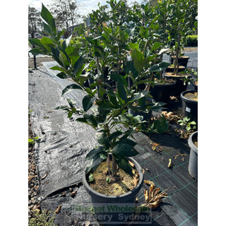 Citrus Lemon Tree Cv Lisbon 5Ltr Default Type