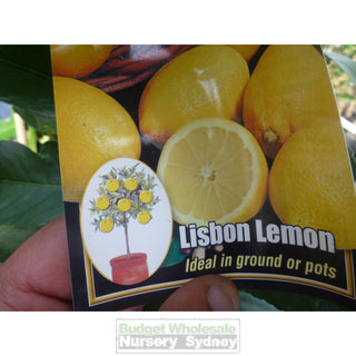 Citrus Lemon Tree Cv Lisbon 5Ltr Default Type