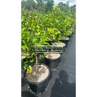 Citrus Lemon Tree Cv Meyer Xlarge 400Mm Pot Default Type