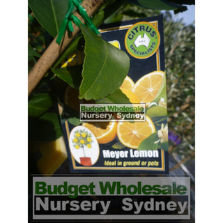 Citrus Lemon Tree Cv Meyer 5Ltr Default Type