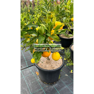 Citrus Lemon Tree Cv Meyer Xlarge 400Mm Pot Default Type