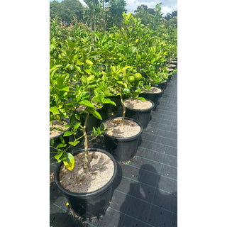 Citrus Lemon Tree Cv Meyer Xlarge 400Mm Pot Default Type