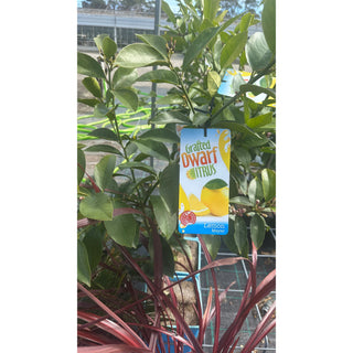 Citrus Lemon Tree Cv Meyer 5Ltr Default Type