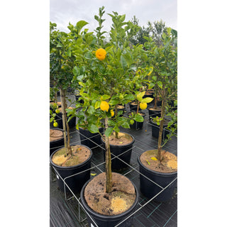 Citrus Lemon Tree cv Lisbon XXLarge 500mm pot 75L - Default type