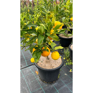 Citrus Lemon Tree Cv Meyer Xlarge 400Mm Pot Default Type