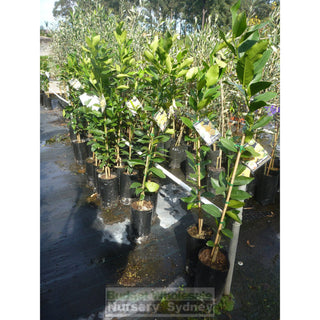 Citrus Lemon Tree Cv Meyer 5Ltr Default Type