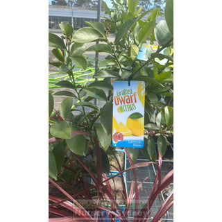 Citrus Lemon Tree Cv Meyer 5Ltr Default Type