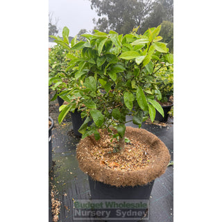 Citrus Lemon Tree cv Lisbon XXLarge 580mm pot 85L - Default type