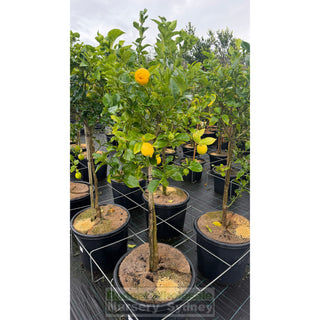 Citrus Lemon Tree cv Lisbon XXLarge 500mm pot 75L - Default type