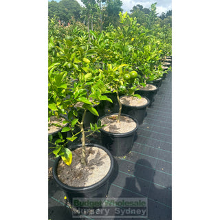 Citrus Lemon Tree Cv Meyer Xlarge 400Mm Pot Default Type