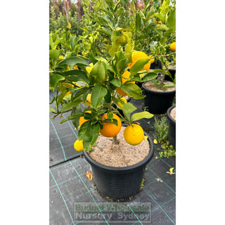 Citrus Lemon Tree Cv Meyer Xlarge 400Mm Pot Default Type