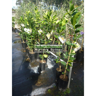 Citrus Lemon Tree Cv Meyer 5Ltr Default Type