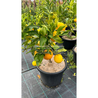 Citrus Lemon Tree Cv Meyer Large 300Mm Pot Default Type