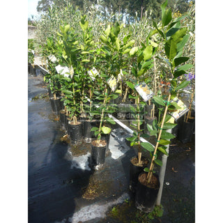 Citrus Lemon Tree Cv Meyer 5Ltr Default Type