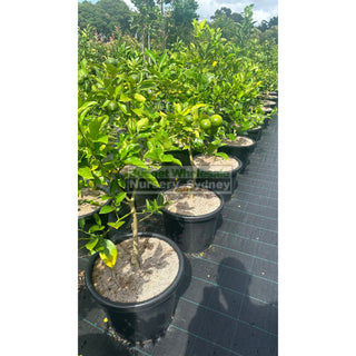 Citrus Lemon Tree Cv Meyer Xlarge 400Mm Pot Default Type