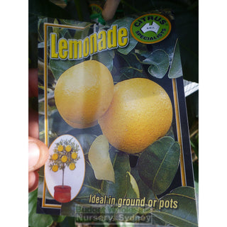 Citrus Lemonade Tree Cv 5Ltr Default Type