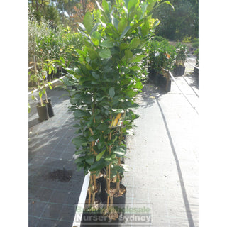 Citrus Lemonade Tree Cv 5Ltr Default Type