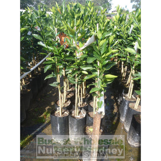Citrus Mandarin Tree Cv Emperor 5Ltr Default Type