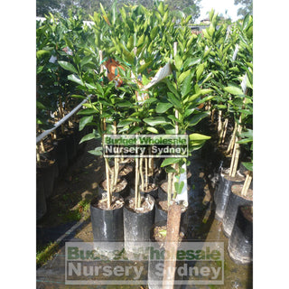 Citrus Mandarin Tree Cv Emperor 5Ltr Default Type
