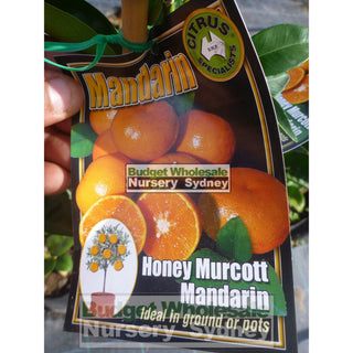 Citrus Mandarin Tree Cv Honey Murcott 5Ltr Default Type