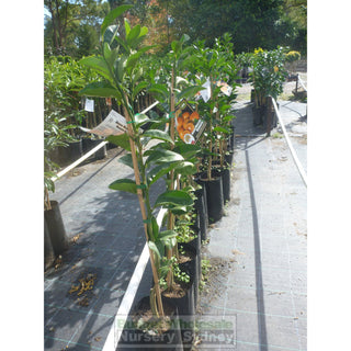 Citrus Mandarin Tree Cv Honey Murcott 5Ltr Default Type