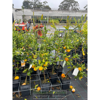 Citrus Orange Tree Cv Blood 5Ltr Default Type