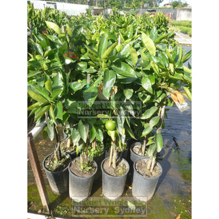 Citrus Orange Tree Cv Seedless Valencia 5Ltr Default Type