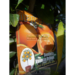 Citrus Orange Tree Cv Seedless Valencia 5Ltr Default Type