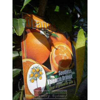 Citrus Orange Tree Cv Seedless Valencia 5Ltr Default Type