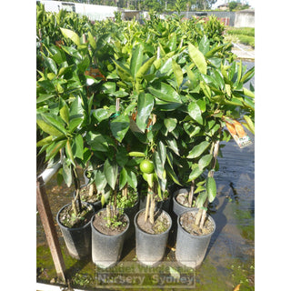 Citrus Orange Tree Cv Seedless Valencia 5Ltr Default Type