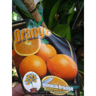 Citrus Orange Tree Cv Valencia 5Ltr Default Type