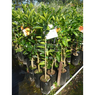 Citrus Orange Tree Cv Valencia 5Ltr Default Type