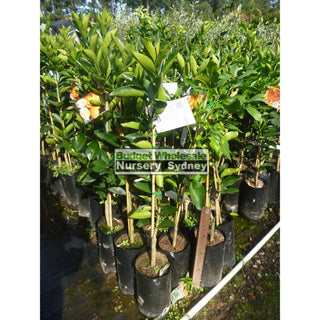 Citrus Orange Tree Cv Valencia 5Ltr Default Type