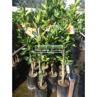 Citrus Orange Tree Cv Navel 5Ltr Or 200Mm Pot Default Type