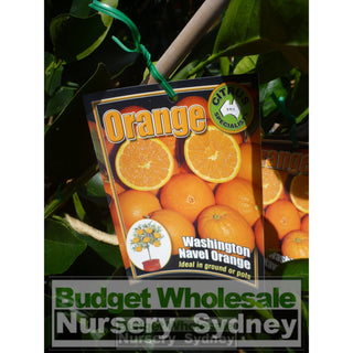 Citrus Orange Tree Cv Navel 5Ltr Or 200Mm Pot Default Type