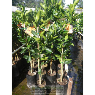 Citrus Orange Tree Cv Navel 5Ltr Or 200Mm Pot Default Type