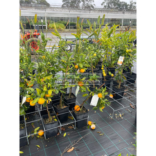 Citrus Orange Tree Navel Navelina 5Ltr Default Type