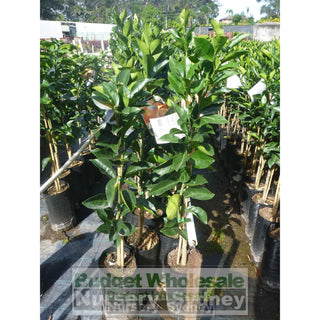 Citrus Orange Tree Navel Navelina 5Ltr Default Type