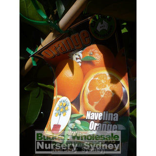 Citrus Orange Tree Navel Navelina 5Ltr Default Type