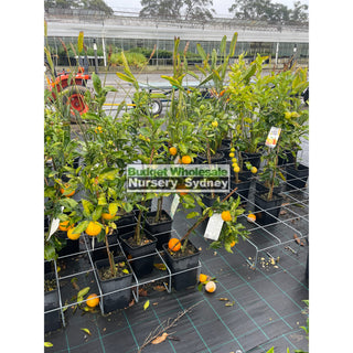 Citrus Orange Tree Navel Navelina 5Ltr Default Type