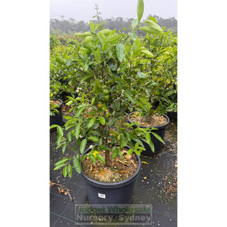 Citrus Tahitian Lime Tree Advanced 500mm pot - Default type