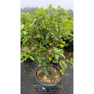 Citrus Tahitian Lime Tree Advanced 500mm pot - Default type