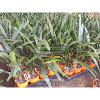 Clivia Miniata 125Mm Pot Belgian Hybrid Plants