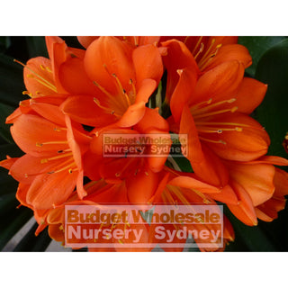 Clivia Miniata 125Mm Pot Belgian Hybrid Plants