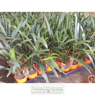 Clivia Miniata 125Mm Pot Belgian Hybrid Plants