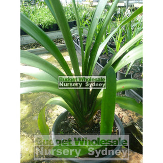 Clivia Miniata 125Mm Pot Belgian Hybrid Plants