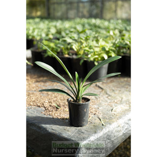 Clivia Miniata 125Mm Pot Belgian Hybrid Plants